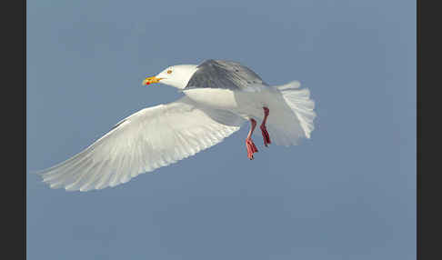 Eismöwe (Larus hyperboreus)