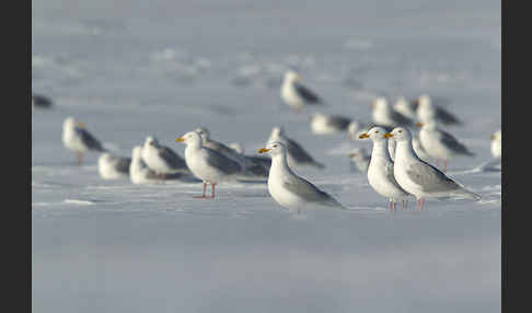 Eismöwe (Larus hyperboreus)