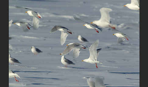 Eismöwe (Larus hyperboreus)