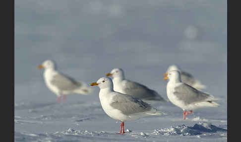 Eismöwe (Larus hyperboreus)