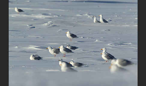 Eismöwe (Larus hyperboreus)