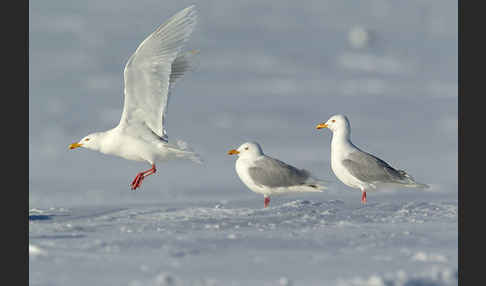 Eismöwe (Larus hyperboreus)