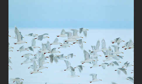 Eismöwe (Larus hyperboreus)