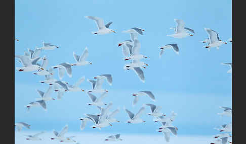 Eismöwe (Larus hyperboreus)