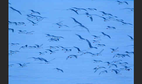 Eismöwe (Larus hyperboreus)