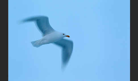 Eismöwe (Larus hyperboreus)