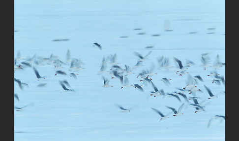 Eismöwe (Larus hyperboreus)