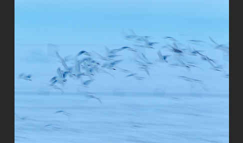 Eismöwe (Larus hyperboreus)