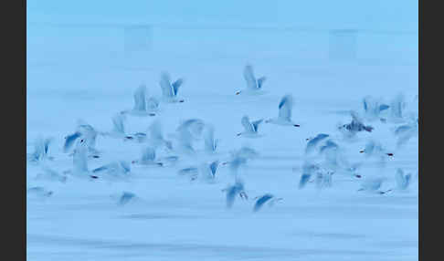 Eismöwe (Larus hyperboreus)