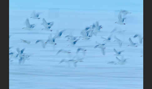 Eismöwe (Larus hyperboreus)