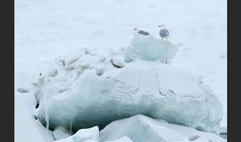 Eismöwe (Larus hyperboreus)