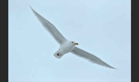 Eismöwe (Larus hyperboreus)