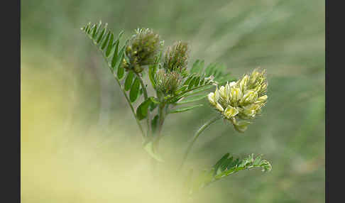 Kicher-Tragant (Astragalus cicer)