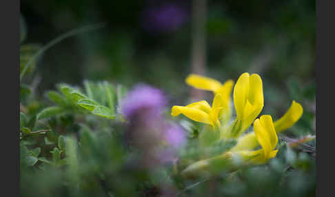 Stängelloser Tragant (Astragalus exscapus)