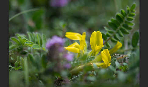 Stängelloser Tragant (Astragalus exscapus)