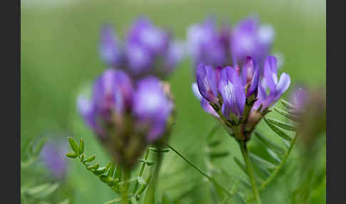 Dänischer Tragant (Astragalus danicus)