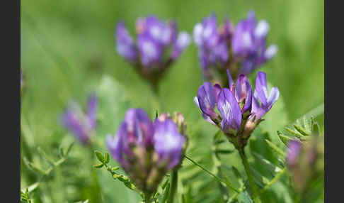 Dänischer Tragant (Astragalus danicus)