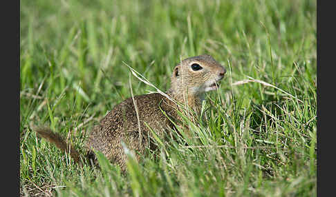 Gemeines Ziesel (Citellus citellus)