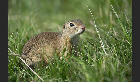 Gemeines Ziesel (Citellus citellus)