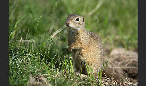 Gemeines Ziesel (Citellus citellus)