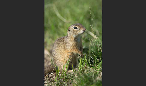 Gemeines Ziesel (Citellus citellus)