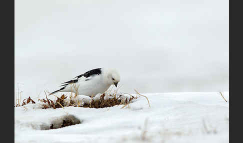 Schneeammer (Plectrophenax nivalis)