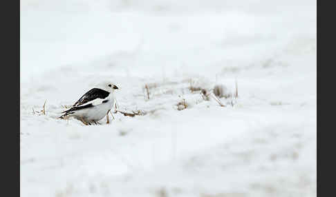 Schneeammer (Plectrophenax nivalis)