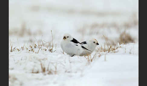 Schneeammer (Plectrophenax nivalis)