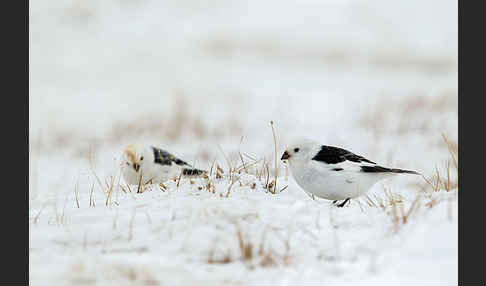 Schneeammer (Plectrophenax nivalis)