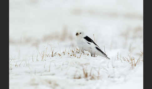 Schneeammer (Plectrophenax nivalis)