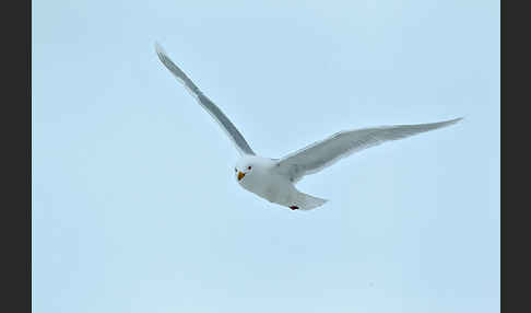 Eismöwe (Larus hyperboreus)