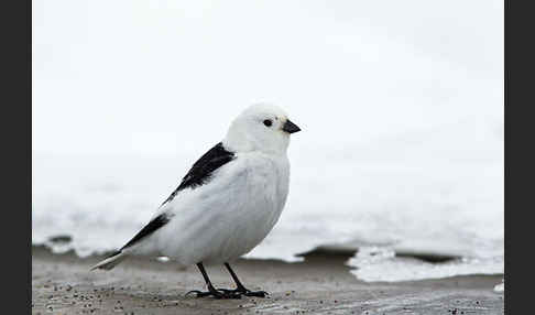 Schneeammer (Plectrophenax nivalis)