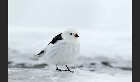 Schneeammer (Plectrophenax nivalis)