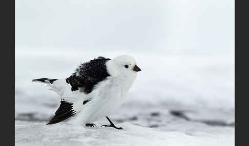 Schneeammer (Plectrophenax nivalis)