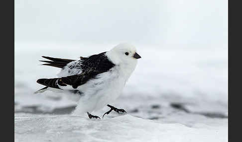 Schneeammer (Plectrophenax nivalis)