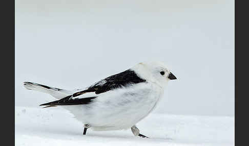 Schneeammer (Plectrophenax nivalis)