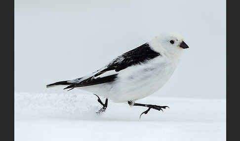 Schneeammer (Plectrophenax nivalis)