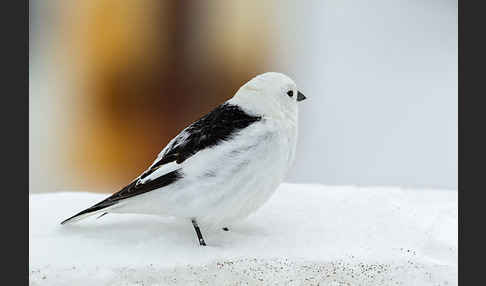 Schneeammer (Plectrophenax nivalis)