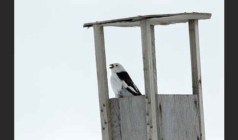 Schneeammer (Plectrophenax nivalis)