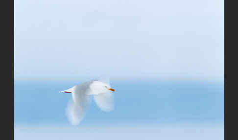 Eismöwe (Larus hyperboreus)