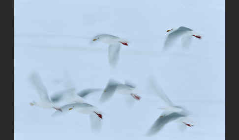 Eismöwe (Larus hyperboreus)