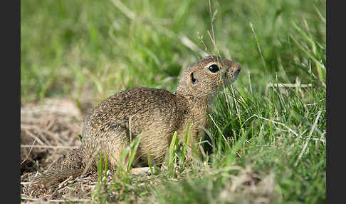 Gemeines Ziesel (Citellus citellus)