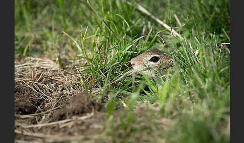 Gemeines Ziesel (Citellus citellus)