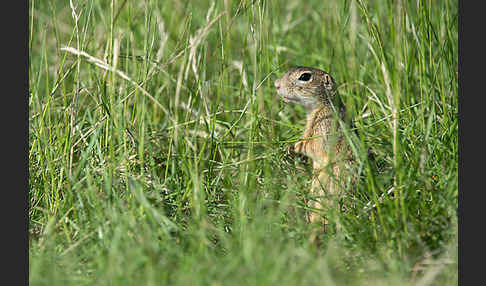 Gemeines Ziesel (Citellus citellus)