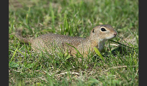 Gemeines Ziesel (Citellus citellus)