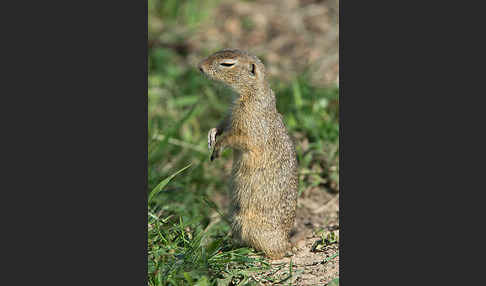 Gemeines Ziesel (Citellus citellus)