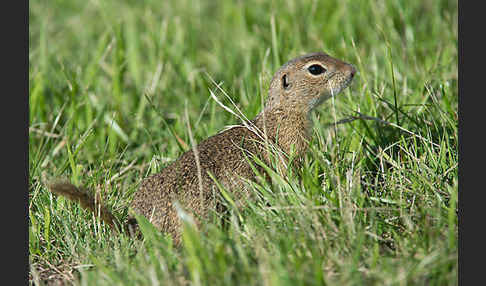 Gemeines Ziesel (Citellus citellus)