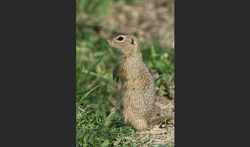 Gemeines Ziesel (Citellus citellus)