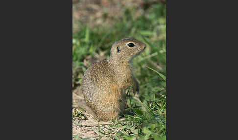 Gemeines Ziesel (Citellus citellus)