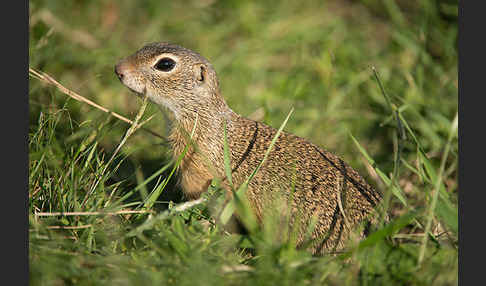 Gemeines Ziesel (Citellus citellus)